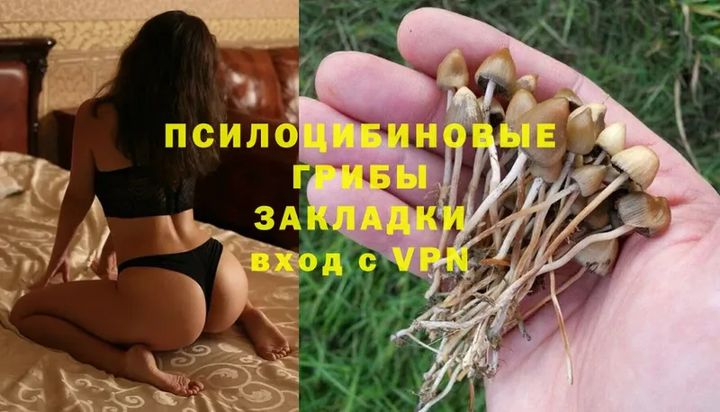 мега ТОР  Реж  Галлюциногенные грибы Psilocybe 